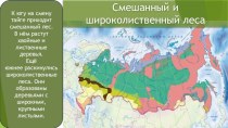 Презентация по окружающему миру ЛЕСА РОССИИ. 3 часть