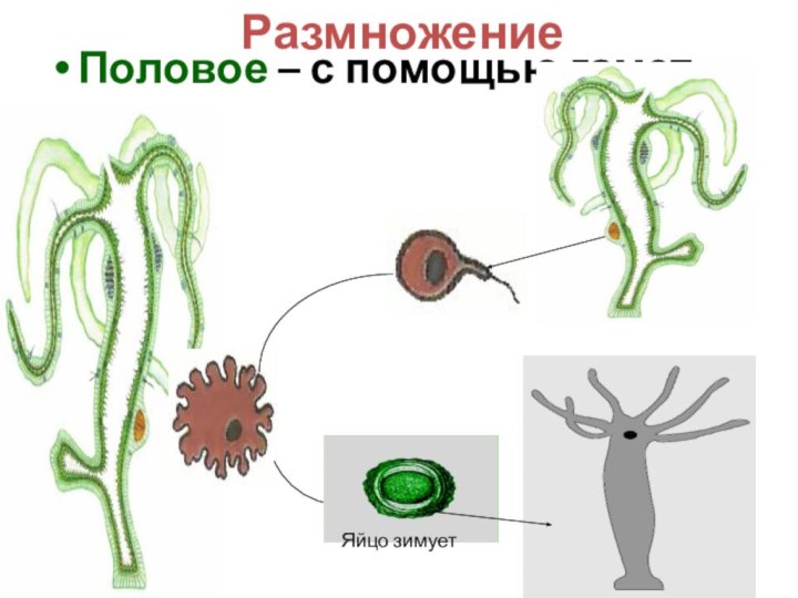 РазмножениеПоловое – с помощью гаметЯйцо зимует