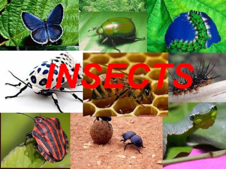 INSECTS