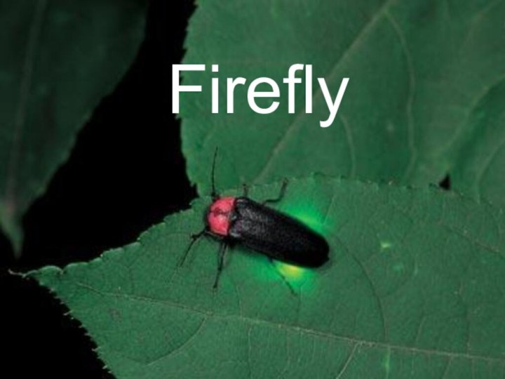 Firefly