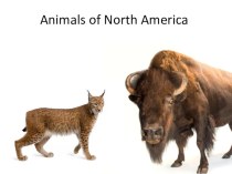 Презентация по английскому языку на тему Animals of North America (6 класс)