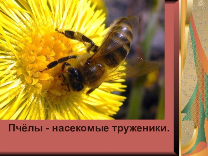 Пчёлы - насекомые труженики.