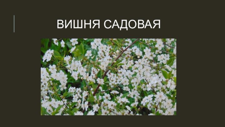 Вишня садовая