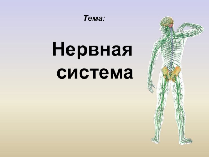 Презентация по теме значение нервной системы 8 класс