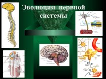 Презентация Эволюция нервной системы по теме Нервная система