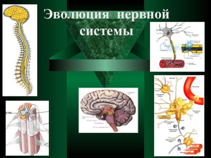 Эволюция нервной системы