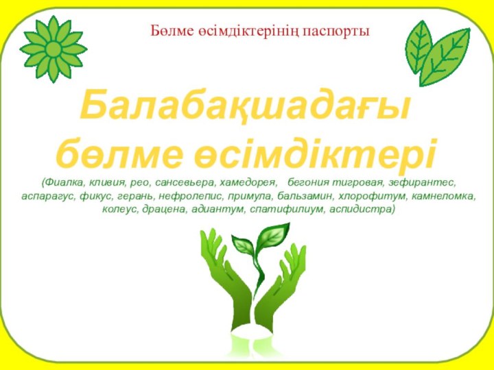 Бөлме өсімдіктерінің паспортыБалабақшадағы бөлме өсімдіктері(Фиалка, кливия, рео, сансевьера, хамедорея,  бегония тигровая,