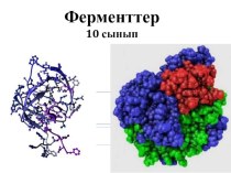 Биология пәні 10 сынып. Ферменттер перезентация