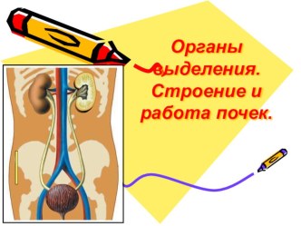 Урок по теме Органы дыхания