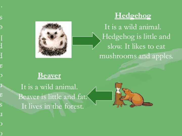 HedgehogIt is a wild animal. Hedgehog is little and slow. It likes