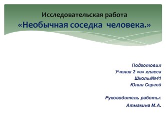 Презентация исследовательской работы на тему Необычная соседка человека(2класс)