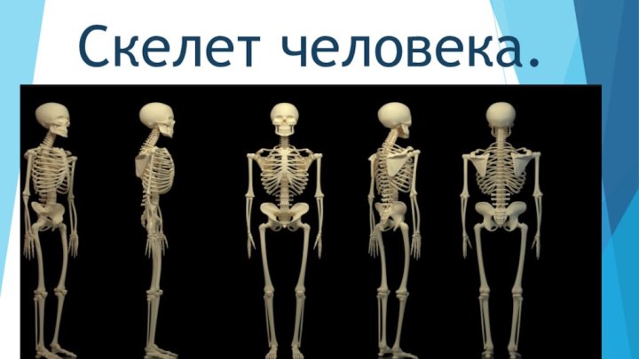 Скелет человека.