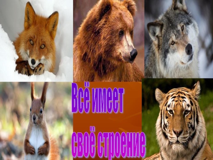 Всё имеет  своё строение