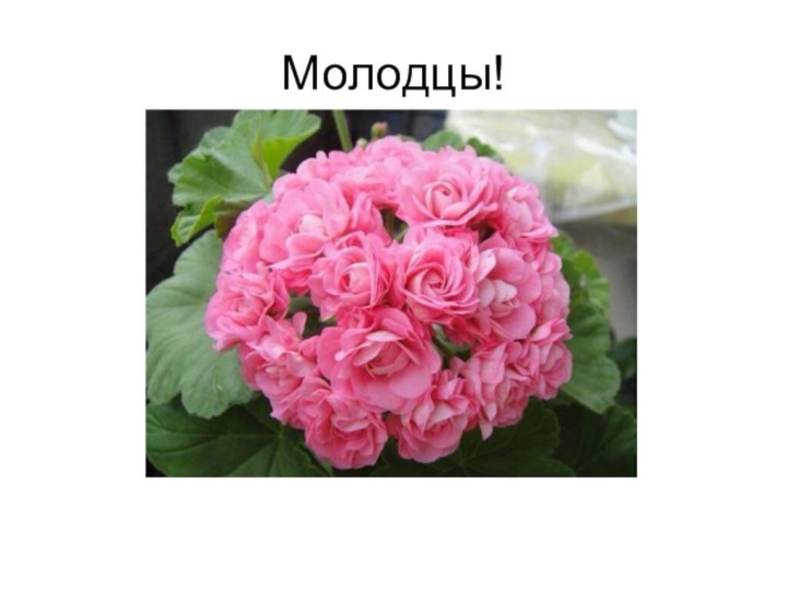 Молодцы!