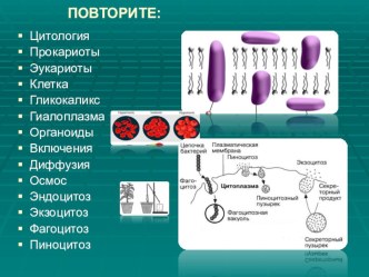 Презентация по биологии Строение клетки. Ядро. Органоиды