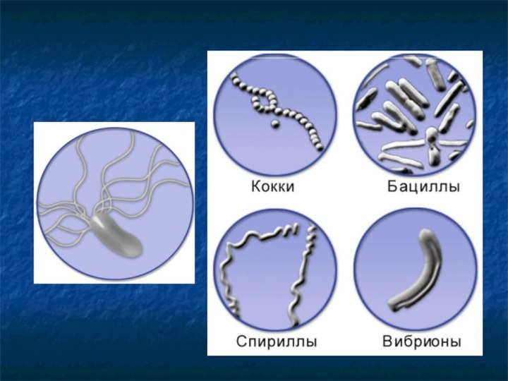 Форма бактерии вибрионы рисунок