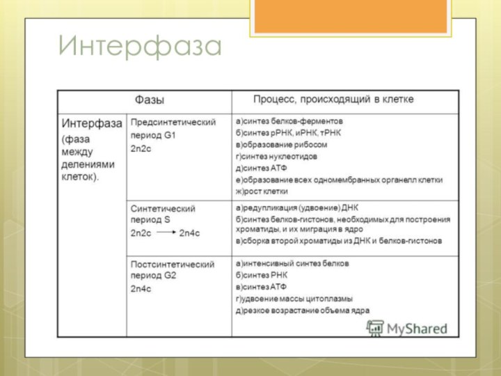 2 в интерфазе происходит. Характеристика интерфазы митоза. Интерфаза характеристика процессов. Фазы интерфазы таблица. Характеристика периодов интерфазы.