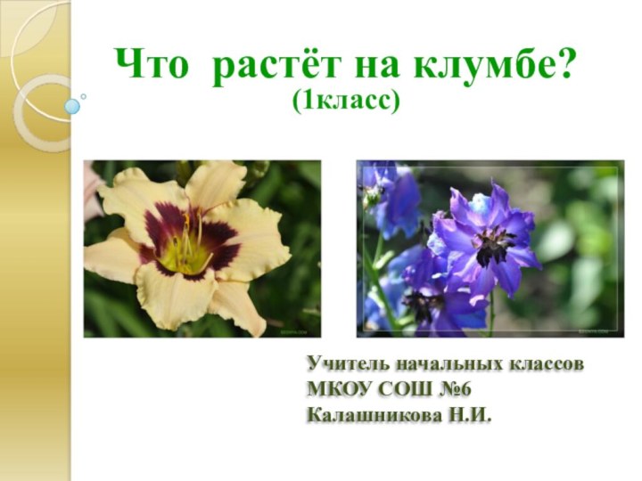 Что растёт на клумбе? (1класс)Учитель начальных классовМКОУ СОШ №6Калашникова Н.И.