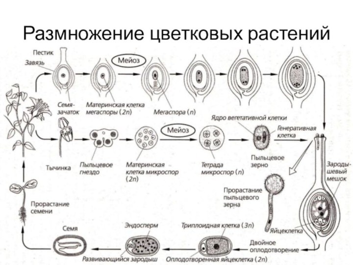 Размножение цветковых растений