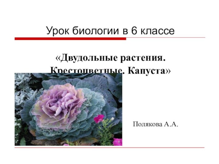 Урок биологии в 6 классе  «Двудольные растения. Крестоцветные. Капуста»