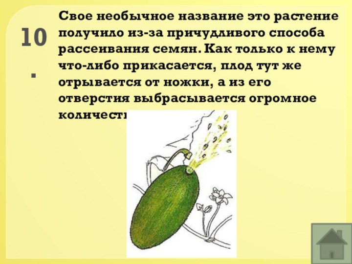 10.Свое необычное название это растение получило из-за причудливого способа рассеивания семян. Как