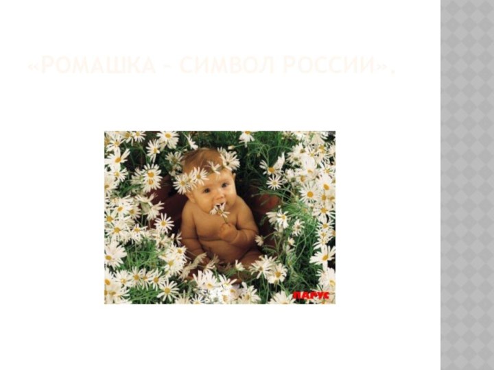 «Ромашка – символ России».