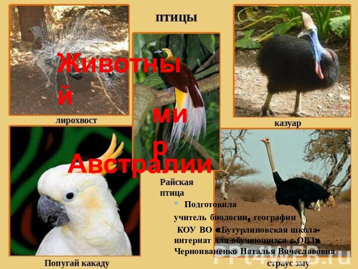 Животный мирАвстралииПодготовила учитель биологии, географии КОУ ВО «Бутурлиновская школа-интернат для обучающихся с ОВЗ» Черноиваненко Наталья Вячеславовна