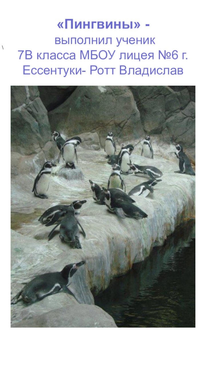 «Пингвины» -   выполнил ученик  7В класса МБОУ лицея №6