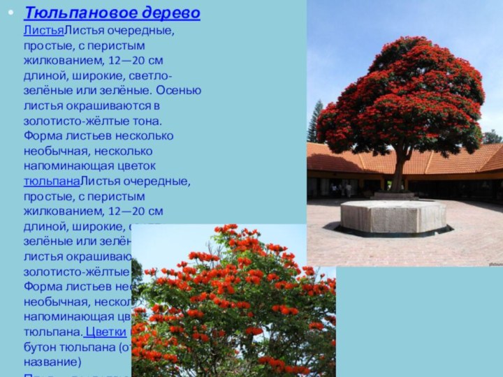 Тюльпановое дерево ЛистьяЛистья очередные, простые, с перистым жилкованием, 12—20 см длиной, широкие, светло-зелёные или