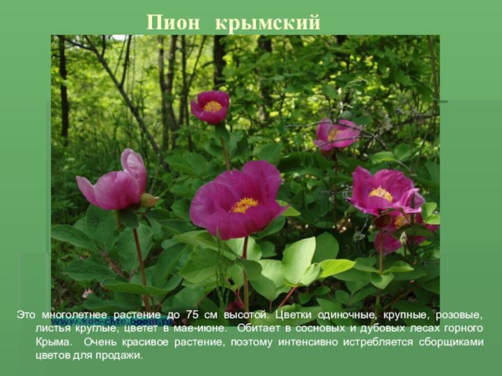 Пион крымскийтттЭто многолетнее растение до 75 см высотой. Цветки одиночные, крупные, розовые,