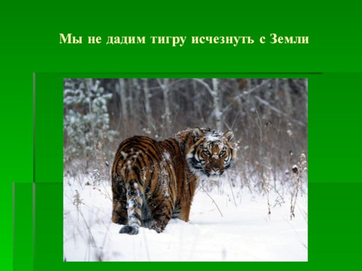 Мы не дадим тигру исчезнуть с Земли