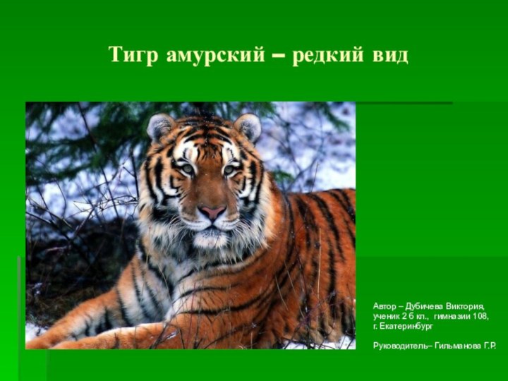 Тигр амурский – редкий видАвтор – Дубичева Виктория, ученик 2 б кл.,