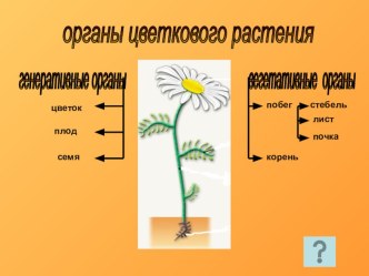 Презентация по биологии на тему строение цветка