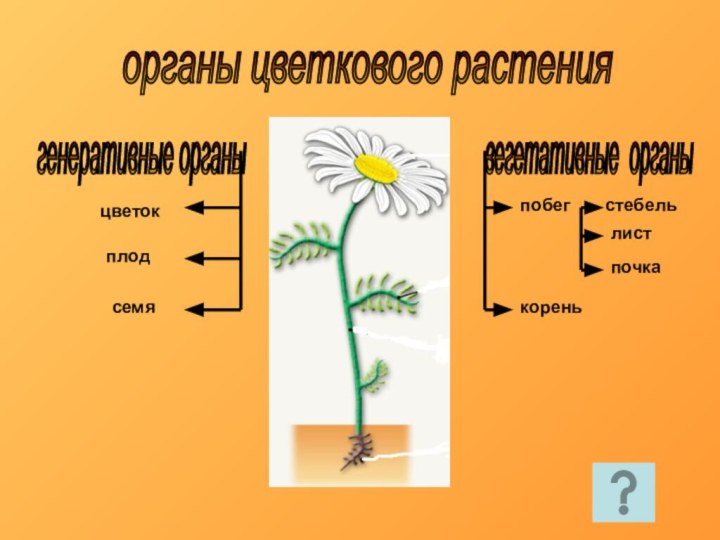 органы цветкового растения генеративные органы вегетативные органы цветокплодсемяпобегкореньстебельлистпочка