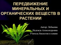 Передвижение минеральных и органических веществ в растении