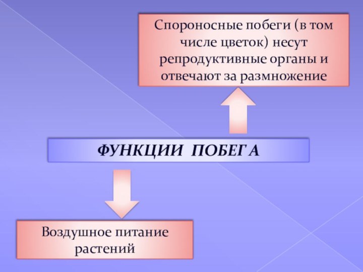 ФУНКЦИИ ПОБЕГ АВоздушное питание растенийСпороносные побеги (в том числе цветок) несут репродуктивные