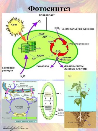 Раздаточный материал по теме: Метаболизм_Фотосинтез