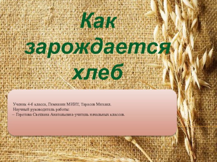 Как зарождается хлеб Ученик 4-б класса, Гимназии МИИТ, Тарасов Михаил. Научный руководитель