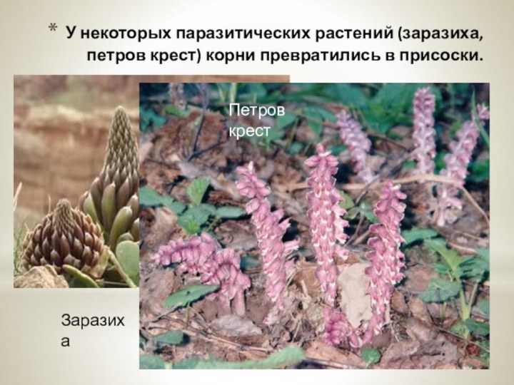 У некоторых паразитических растений (заразиха, петров крест) корни превратились в присоски.