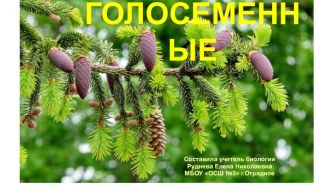 Презентация по биологии на тему Отдел Голосеменные. Общая характеристика и значение (6 класс)