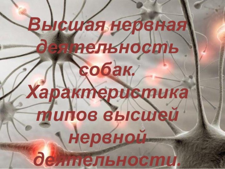 Высшая нервнаядеятельность собак. Характеристика типов высшей нервной деятельности.