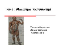 Презентация по биологии на тему: Мышцы туловища человека