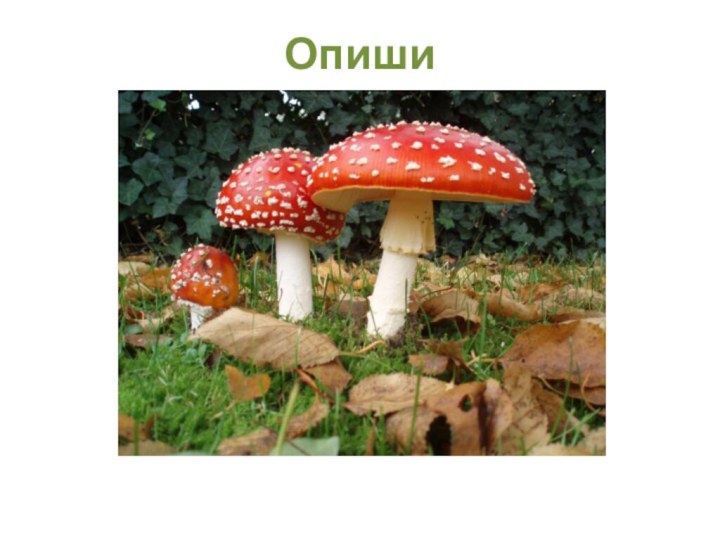 Опиши