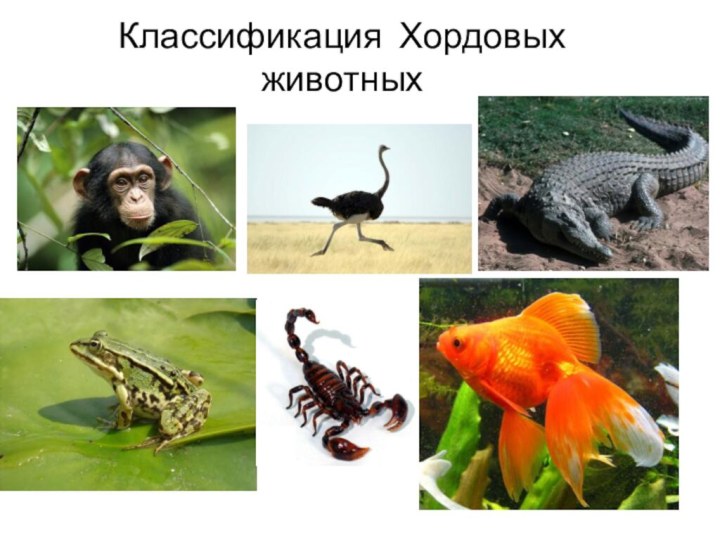 Классификация Хордовых животных