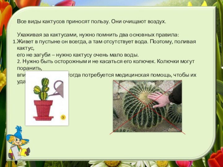 Все виды кактусов приносят пользу. Они очищают воздух.Ухаживая за кактусами, нужно помнить