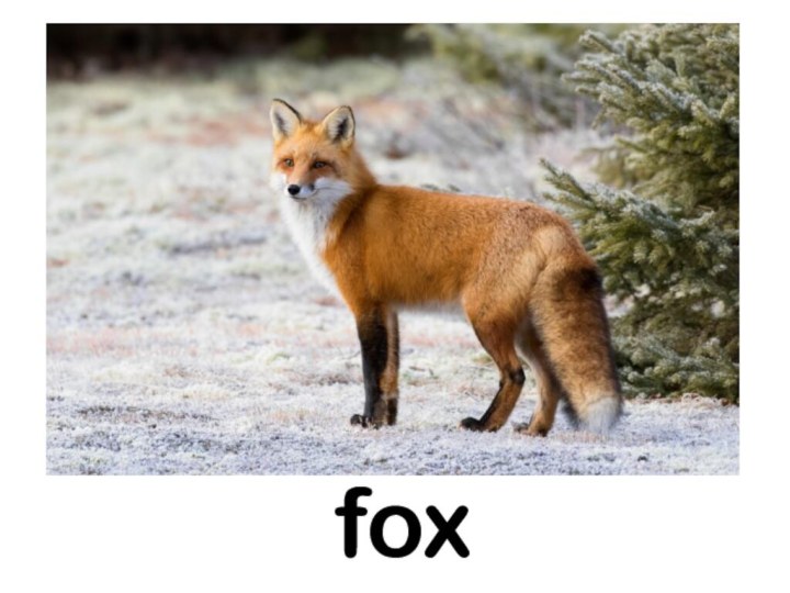 fox