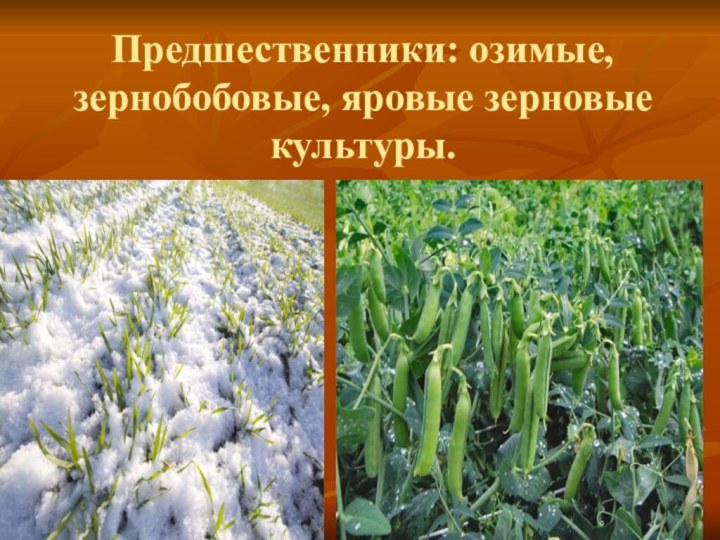 Озимь это толковый словарь. Предшественники озимых зерновых культур. Что такое яровые культуры? ?-Что такое озимые культуры?. Злаки яровые и озимые. Яровые озимые зернобобовые культуры.