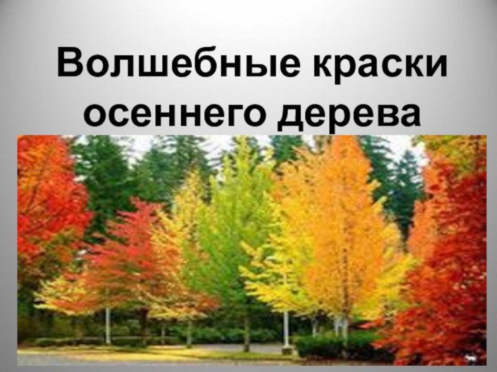 Волшебные краски  осеннего дерева