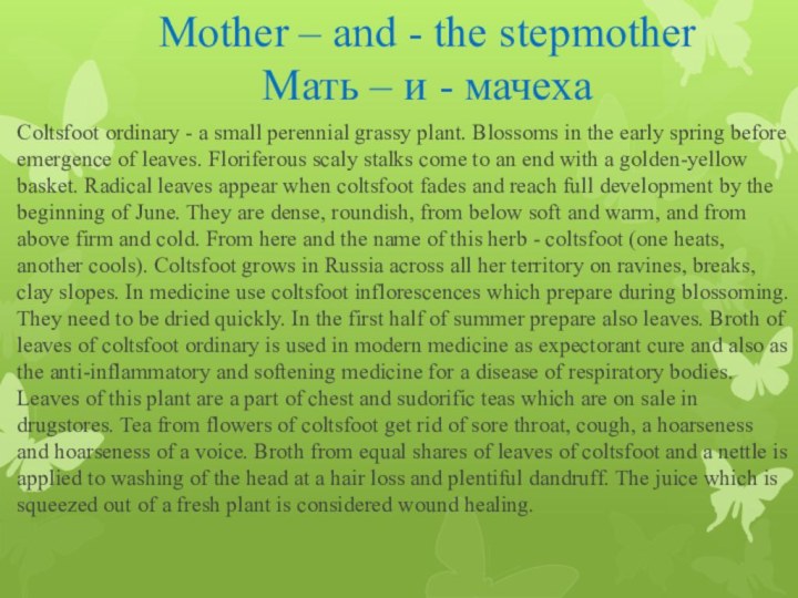 Mother – and - the stepmother Мать – и - мачеха Coltsfoot