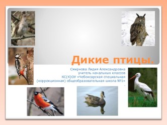 Презентация Дикие птицы (4 класс)